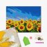 Алмазная мозаика Поле подсолнухов, Brushme (40x50 см)