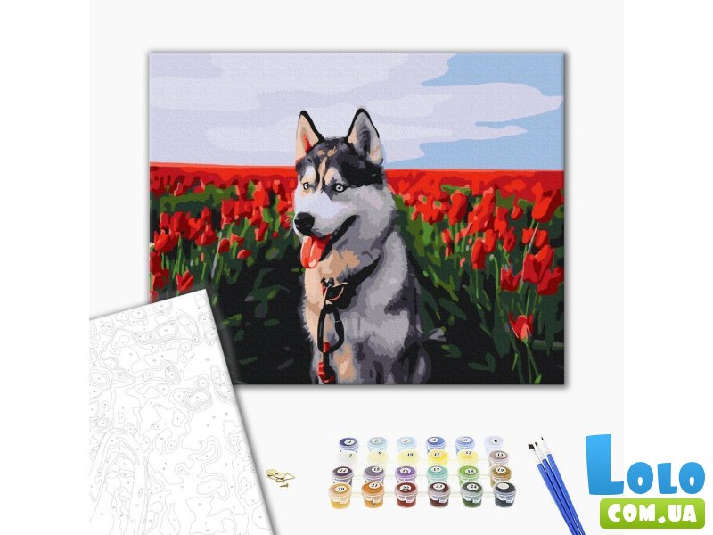 Картина по номерам Хаски в тюльпановом поле, Brushme (40х50 см)
