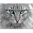 Картина по номерам Взгляд котика, Strateg (40х50 см)
