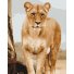 Картина по номерам Молодая львица, Brushme (40х50 см)