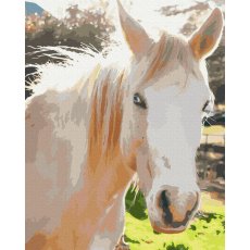Картина по номерам Белая лошадь, Brushme (40х50 см)