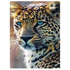 Алмазная мозаика Взгляд ягуара, Strateg (40х50 см)