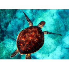 Алмазная мозаика и картина по номерам 2 в 1 Черепаха (40х50 см)