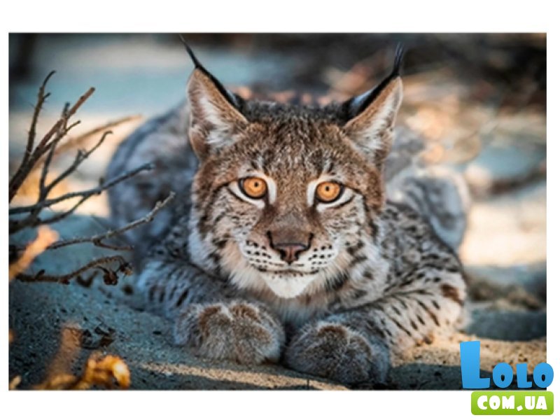 Алмазная мозаика Рысь, TK Group (30х20 см)