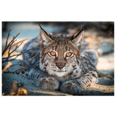 Алмазная мозаика Рысь, TK Group (30х20 см)