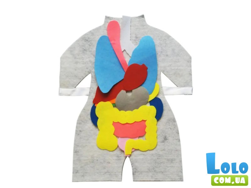 Модель-фартук Внутреннее телосложение человека, Hega