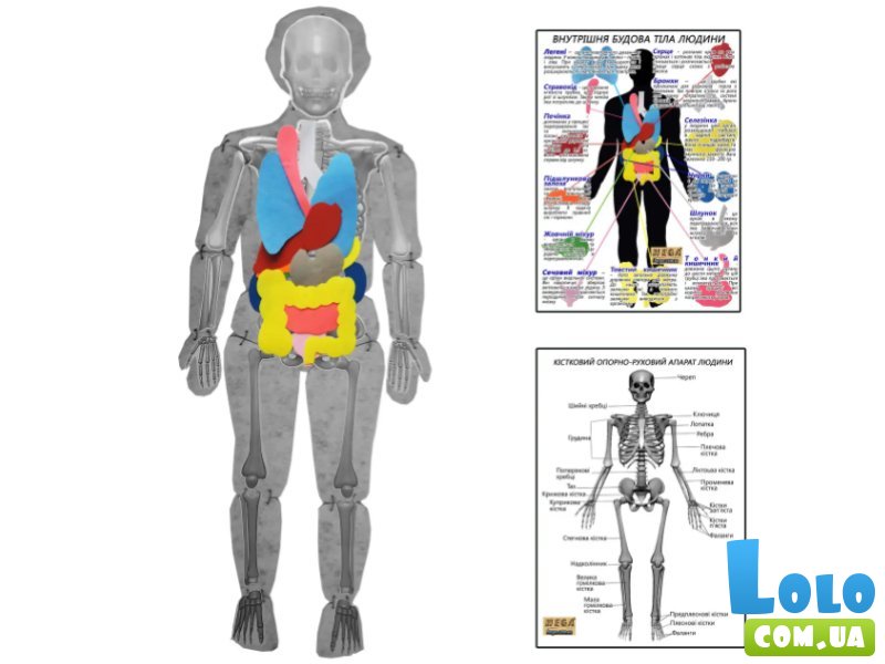 Разборная модель тела человека с органами, Hega