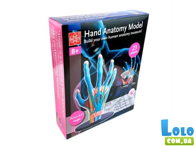 Модель руки, Edu-Toys