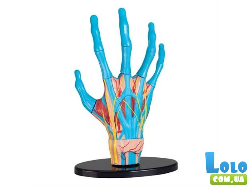 Модель руки, Edu-Toys