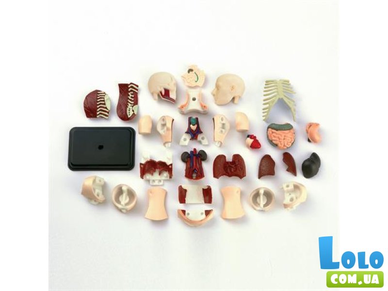 Модель туловища человека, Edu-Toys