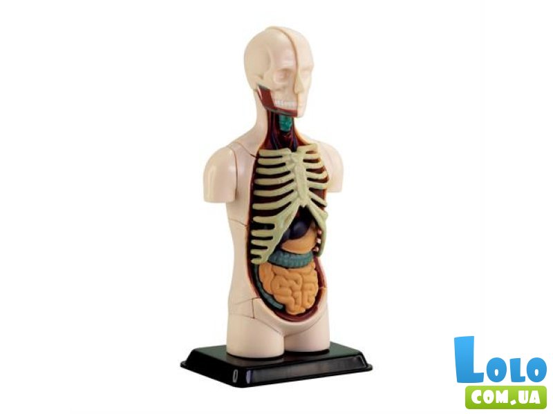 Модель туловища человека, Edu-Toys