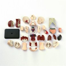 Модель туловища человека, Edu-Toys