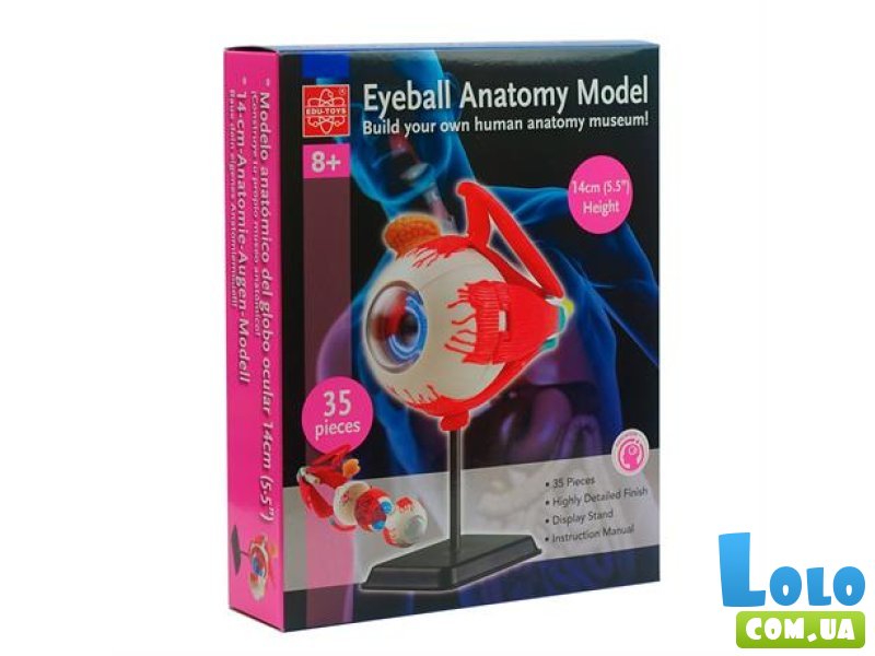 Модель глазного яблока, Edu-Toys
