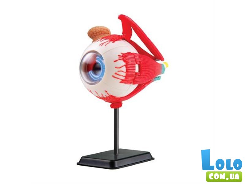 Модель глазного яблока, Edu-Toys