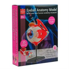 Модель глазного яблока, Edu-Toys