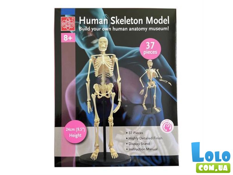 Модель скелета человека, Edu-Toys