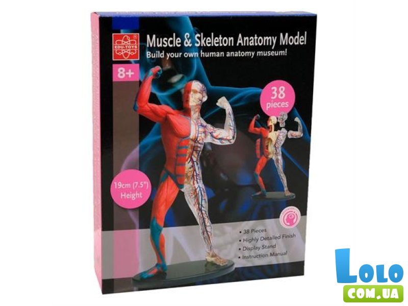 Модель мышц и скелета человека, Edu-Toys