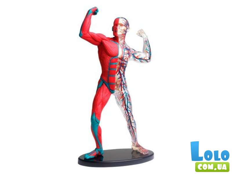Модель мышц и скелета человека, Edu-Toys