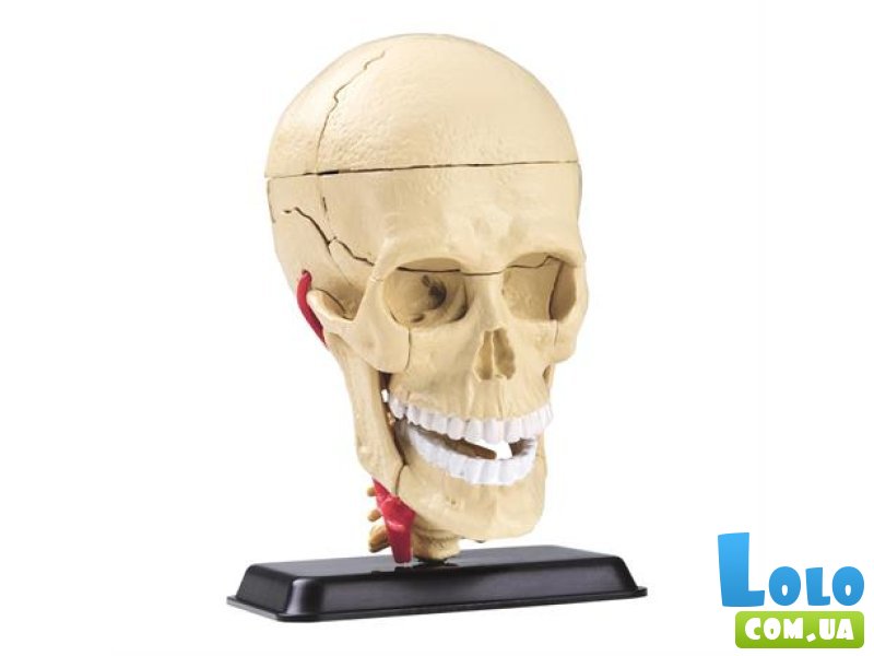 Модель черепа с нервами, Edu-Toys