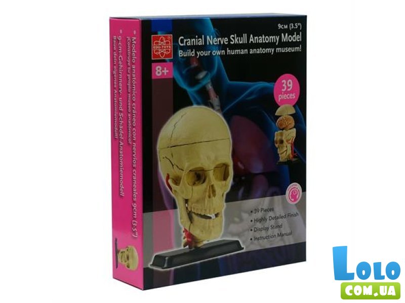 Модель черепа с нервами, Edu-Toys