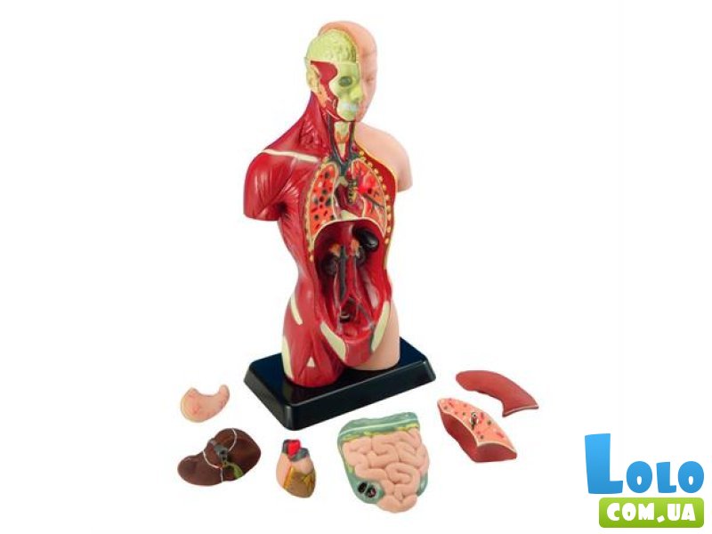Анатомическая модель человека, Edu-Toys