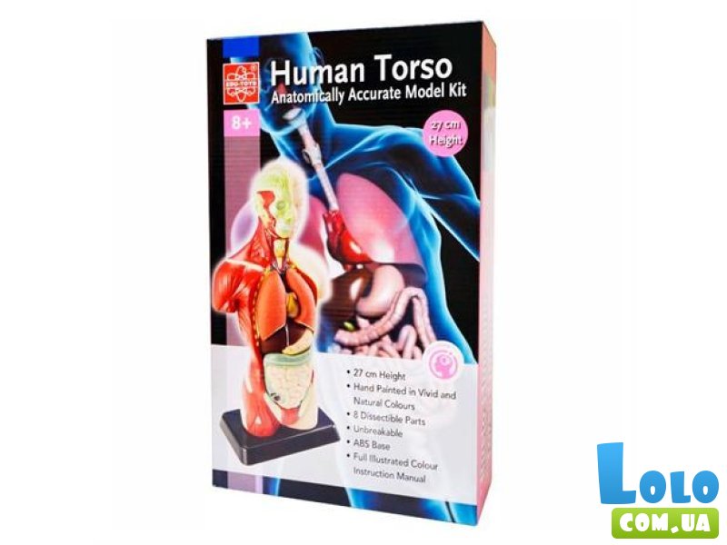 Анатомическая модель человека, Edu-Toys