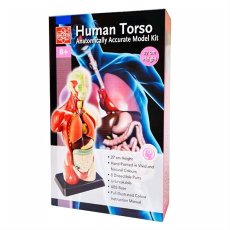 Анатомическая модель человека, Edu-Toys