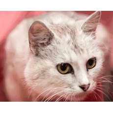 Алмазная мозаика Желтоглазый кот, Strateg (30х40 см)