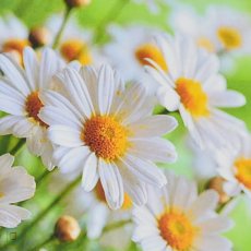 Алмазная мозаика Полевые воспоминания, Strateg (30х30 см)