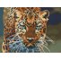 Алмазная мозаика Дикий зверь, Brushme (30х40 см)