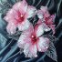 Алмазная мозаика Розовый гибискус, Brushme (25х25 см)
