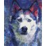 Картина по номерам Взгляд Хаски, Brushme (40х50 см)