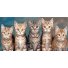 Картина по номерам Котята Strateg (50х25 см)