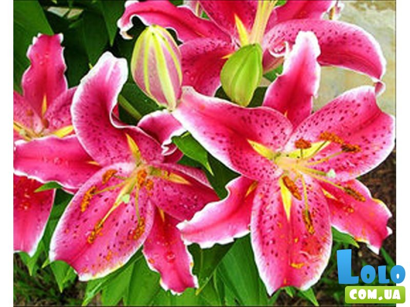 Алмазная мозаика Прекрасные лилии, Strateg (30х40 см)