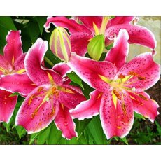 Алмазная мозаика Прекрасные лилии, Strateg (30х40 см)