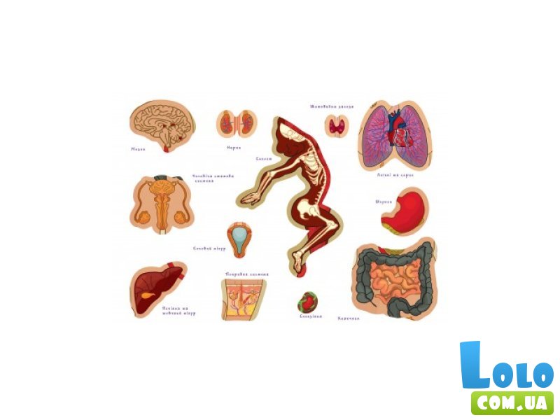 Настольная обучающая игра с наклейками Тело человека, Умняшка