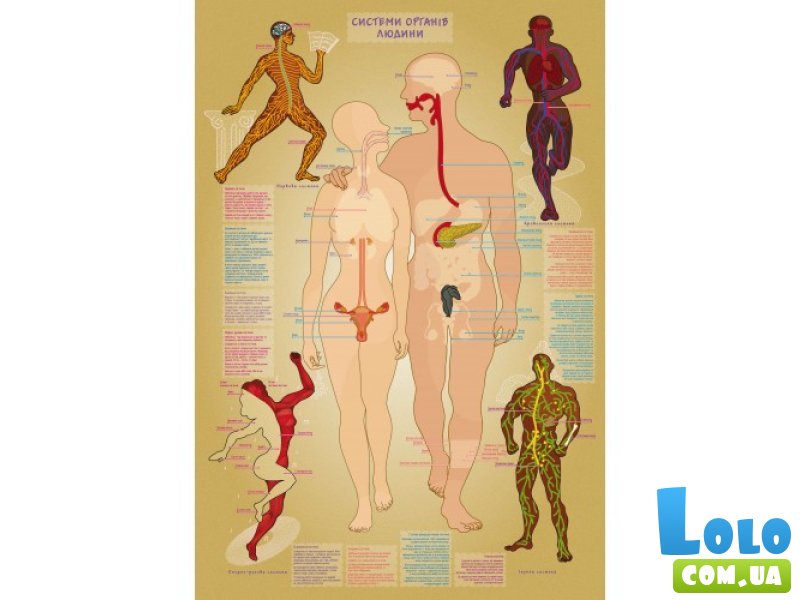 Настольная обучающая игра с наклейками Тело человека, Умняшка