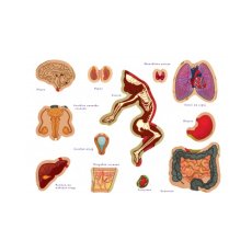 Настольная обучающая игра с наклейками Тело человека, Умняшка