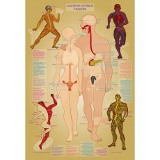 Настольная обучающая игра с наклейками Тело человека, Умняшка