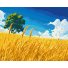 Картина по номерам Поле золотых колосков, Brushme (40x50 см)