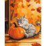 Картина по номерам Котик с тыквой, Brushme (40x50 см)