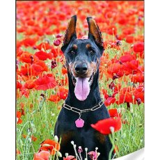 Алмазная мозаика Черный доберман, Strateg (30х40 см)