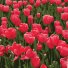 Картина по номерам Красные тюльпаны, Strateg (20х20 см)