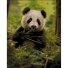 Алмазная мозаика Пушистая панда, Strateg (40х50 см)