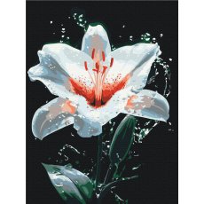 Картина по номерам Сияние лилии, Brushme (30x40 см)