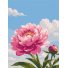 Картина по номерам Нежность пиона, Brushme (30х40 см)