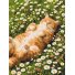 Картина по номерам Кот в ромашках, Brushme (30х40 см)