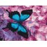 Картина по номерам Бабочка на цветах, Brushme (30х40 см)