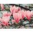Картина по номерам Цветок магнолии ©Анастасия Осмоловская, Brushme (30х40 см)