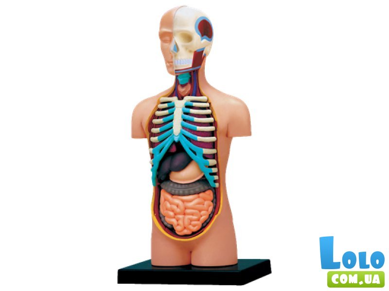 Объемная анатомическая модель 4D Master "Торс человека" (26051), 32 эл.